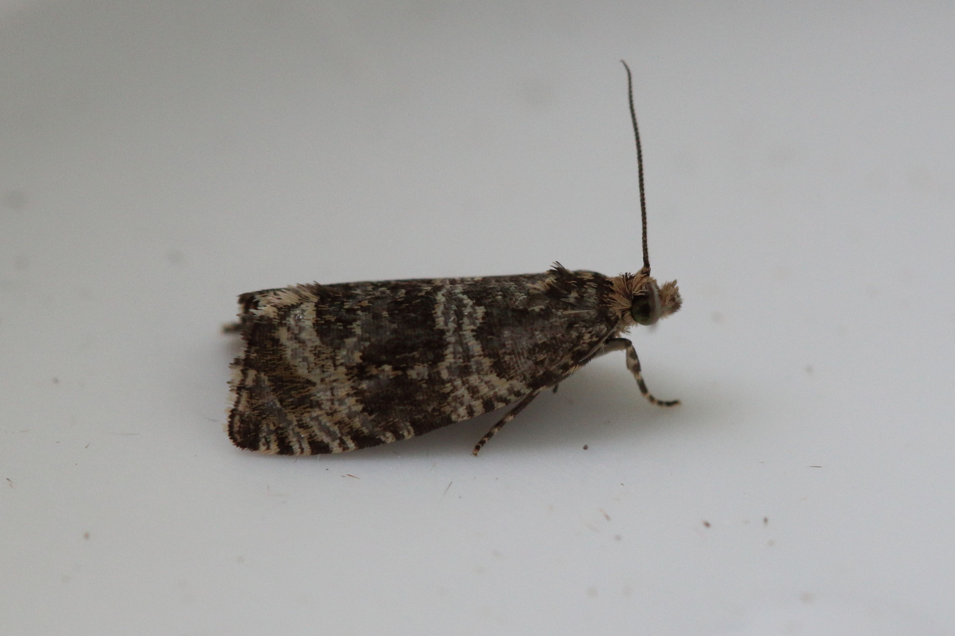 Photo of Common Marble (Celypha lacunana)